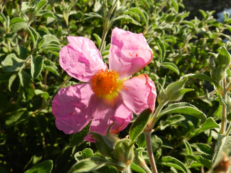 Cistus creticus subsp. eriocephalus / Cisto rosso